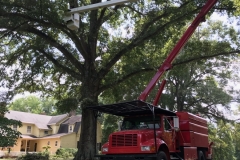 tree service Greensboro,